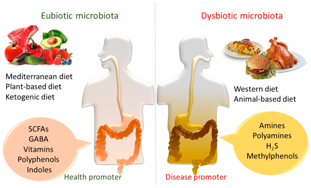 How Do Vegetables Contribute To A Healthy Gut Microbiome?