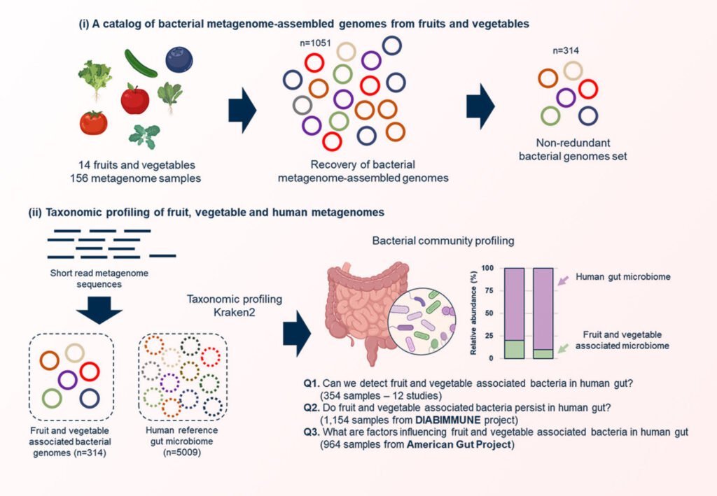 How Do Vegetables Contribute To A Healthy Gut Microbiome?