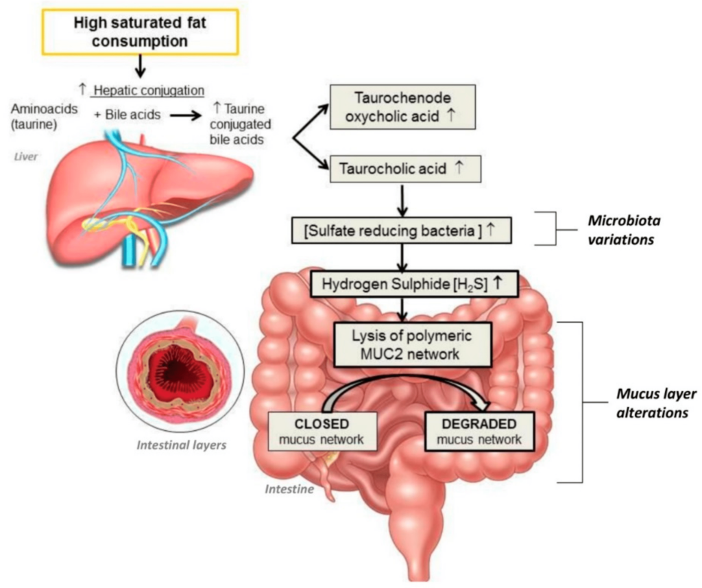 Do Nuts And Seeds Have Any Adverse Effects On Gut Microbiome Balance?