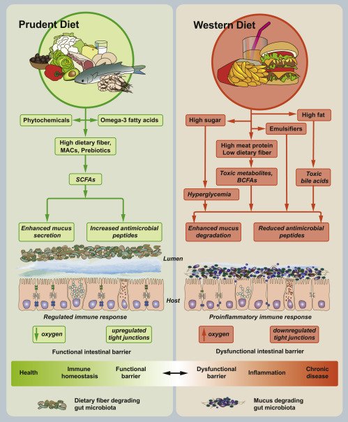 Do Nuts And Seeds Have Any Adverse Effects On Gut Microbiome Balance?