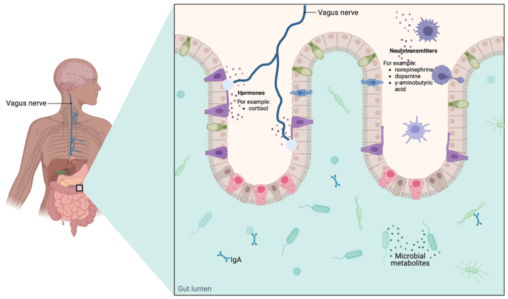 Do Nuts And Seeds Have Any Impact On Gut Hormone Regulation?