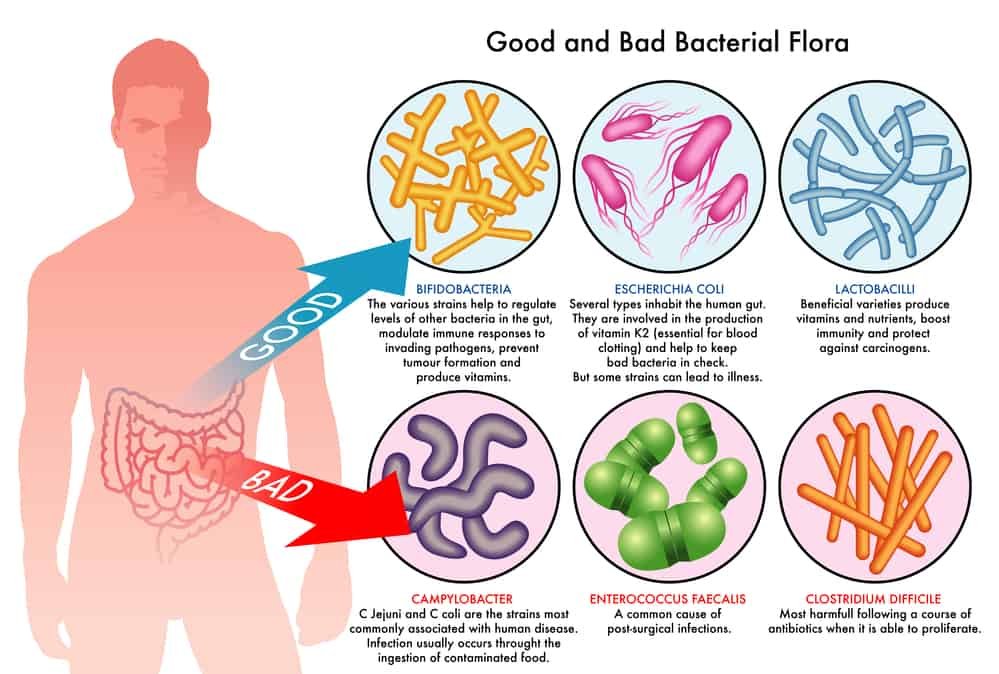 Do Vegetables Have Any Impact On Gut Hormone Regulation?