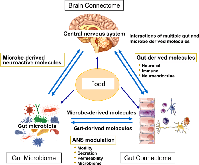Do Vegetables Have Any Impact On Gut Hormone Regulation?