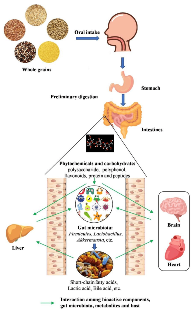 Do Whole Grains Have Any Adverse Effects On Gut Microbiome Balance?