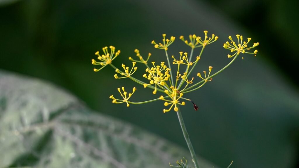 Can Dill Help Reduce Intestinal Spasms?