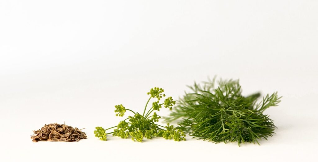 Can Dill Help Reduce Intestinal Spasms?