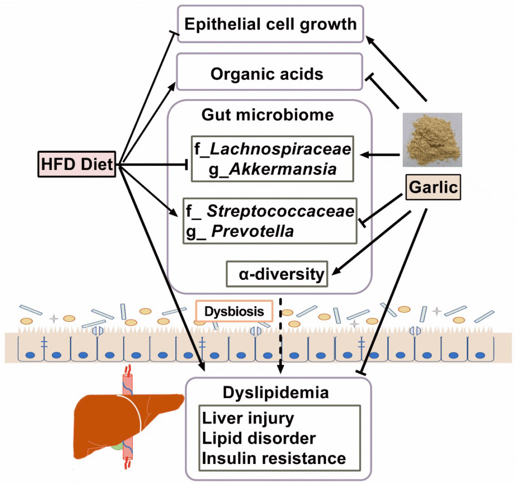 Can Garlic Help Maintain A Healthy Gut Microbiota?