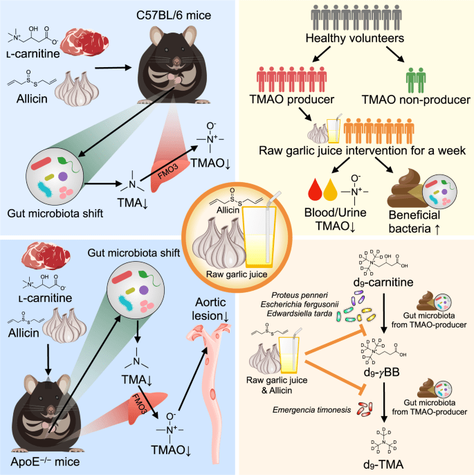 Can Garlic Help Maintain A Healthy Gut Microbiota?