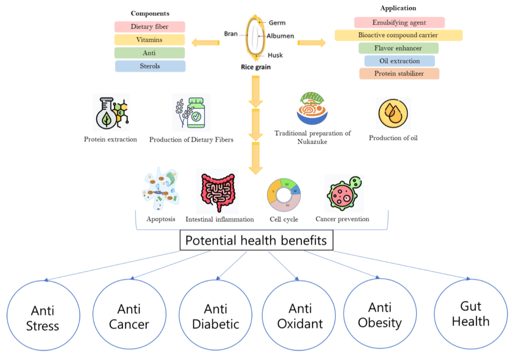 Do Fermented Whole Grains Offer Additional Gut Health Benefits?