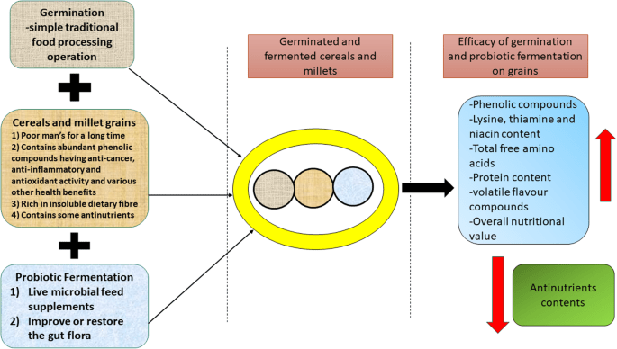 Do Fermented Whole Grains Offer Additional Gut Health Benefits?