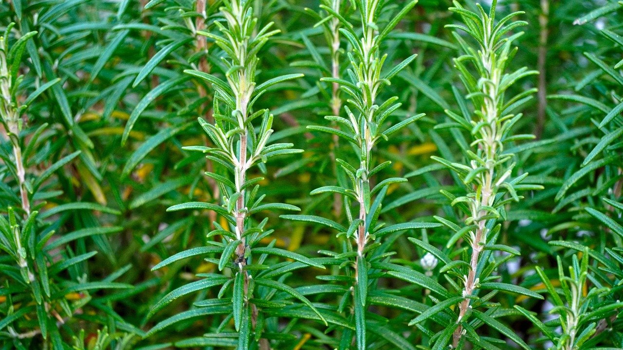 How Does Rosemary Contribute To Intestinal Health?