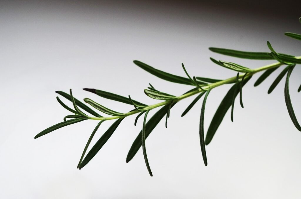 How Does Rosemary Contribute To Intestinal Health?