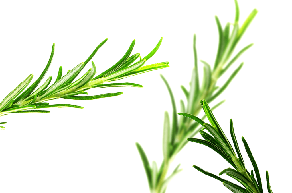 How Does Rosemary Contribute To Intestinal Health?