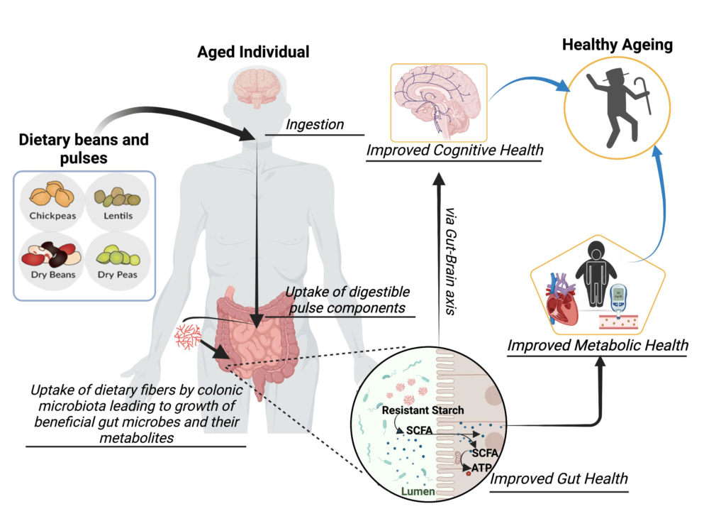 How Do Legumes Contribute To The Diversity Of Gut Microbiota?