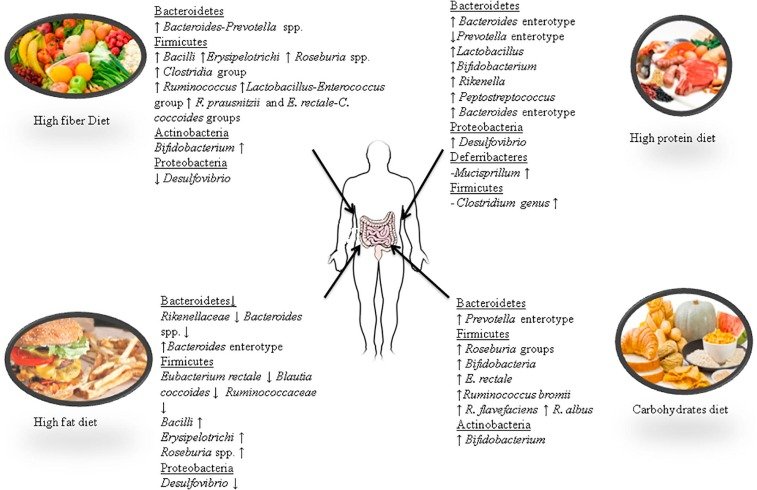 How Do Legumes Contribute To The Diversity Of Gut Microbiota?