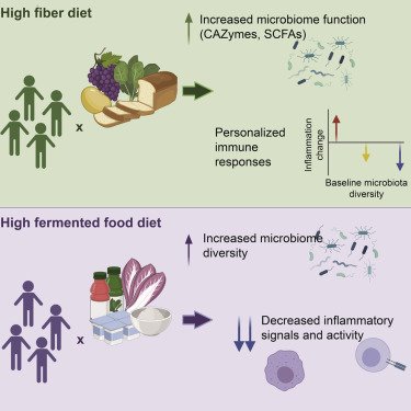 How Do Nuts And Seeds Contribute To The Diversity Of Gut Microbiota?