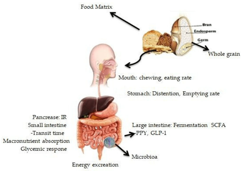 How Do Whole Grains Affect Gut Hormone Secretion?