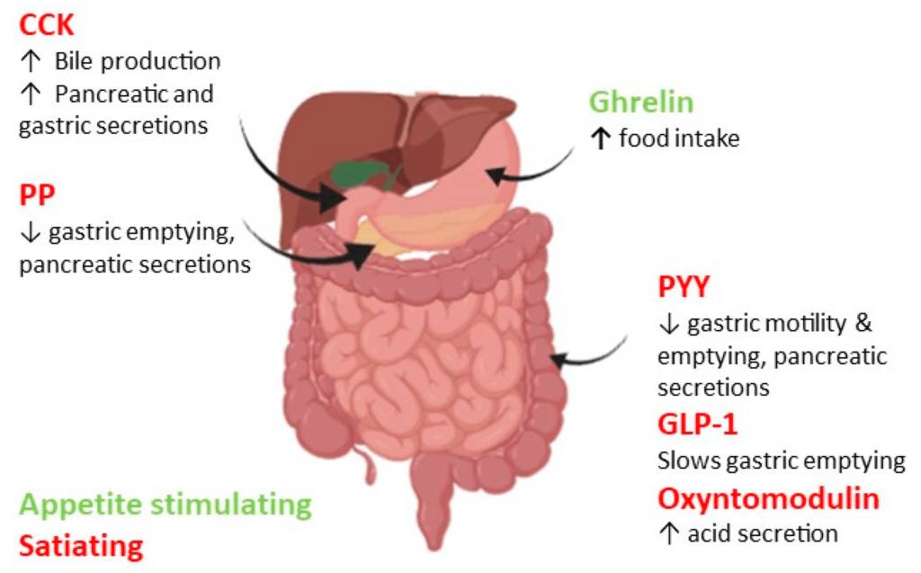 How Do Whole Grains Affect Gut Hormone Secretion?