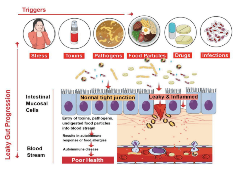 How Do Whole Grains Affect Gut Hormone Secretion?